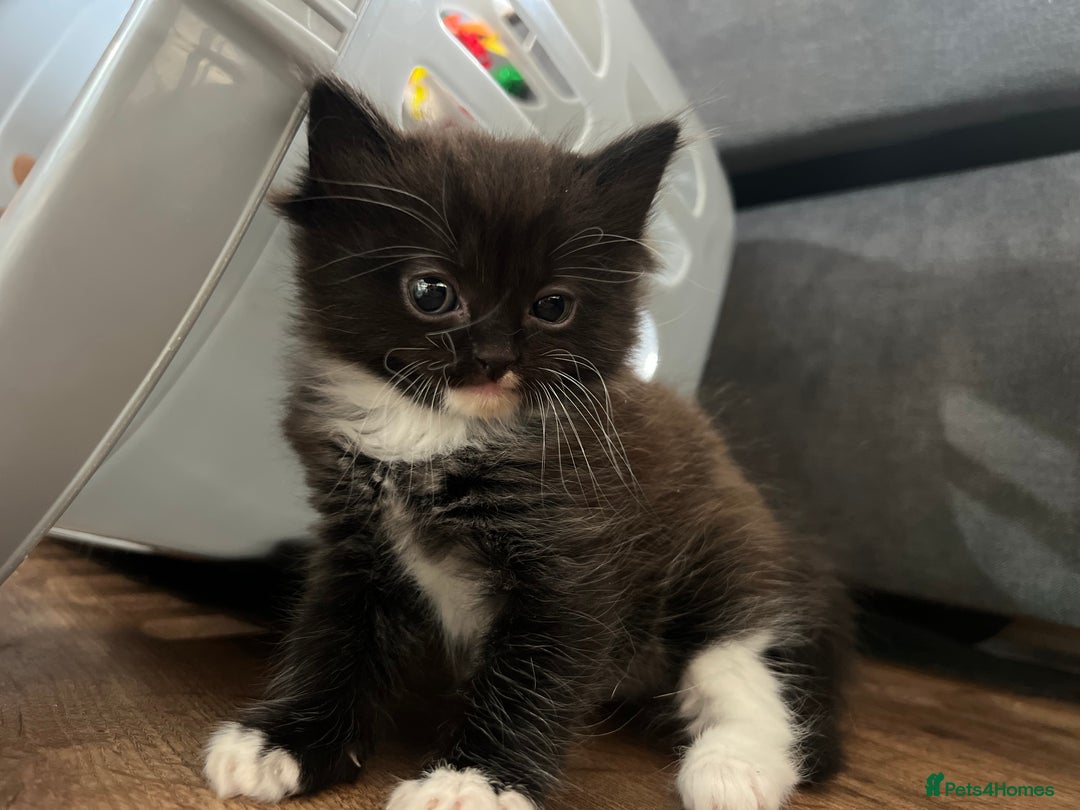 Mixed Breed cats for sale: Beautiful fluffy kittens  - Image 2