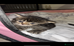 British Shorthair cats for sale: British shorthair, Russian blue and Persian mix   - Image 5