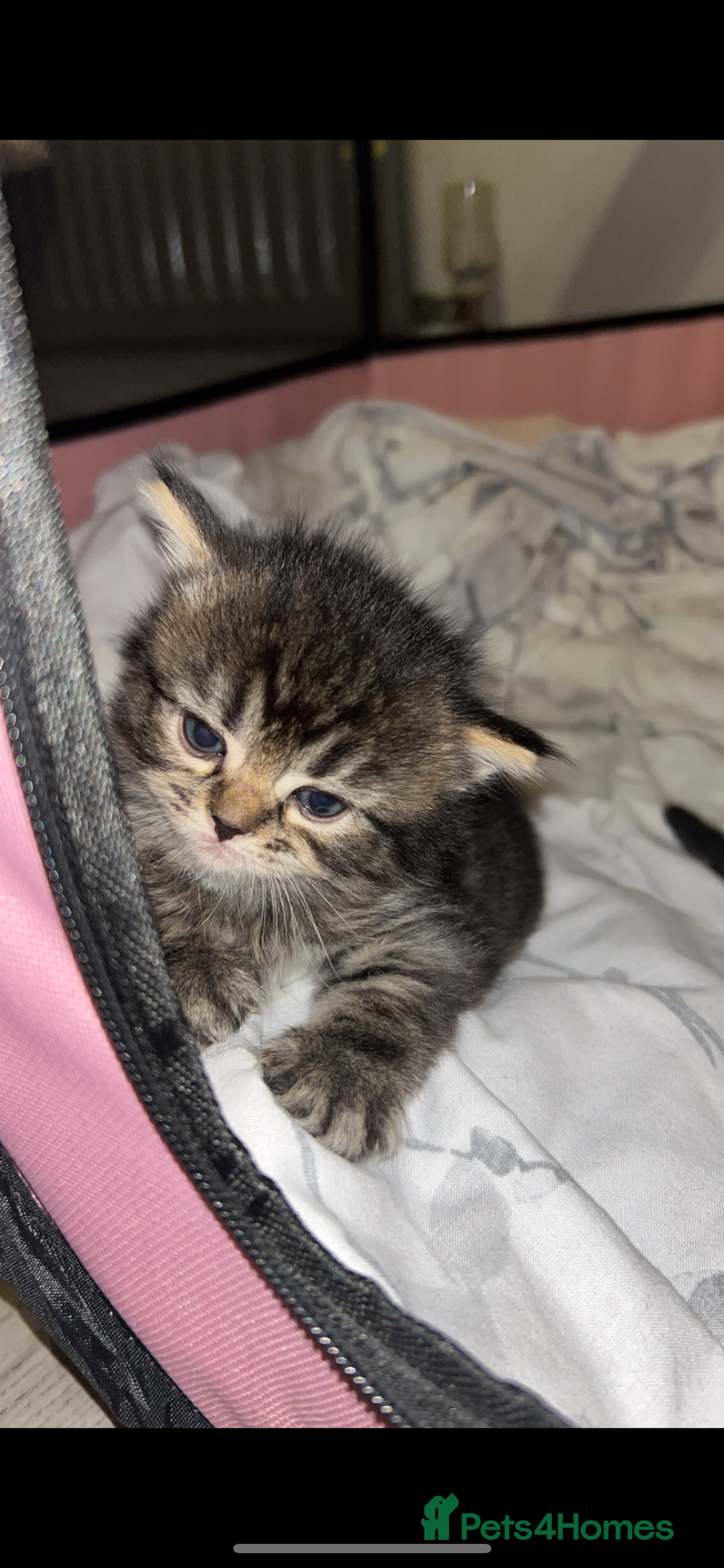 British Shorthair cats for sale: British shorthair, Russian blue and Persian mix   - Image 5