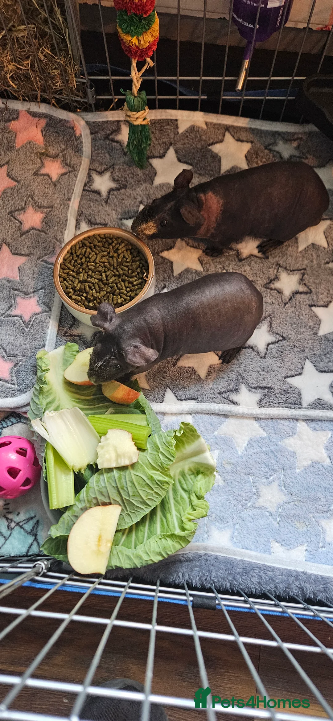 Guinea Pig rodents for sale: 2 male skinny pigs  - Advert 1