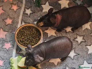 Guinea Pig rodents 2 male skinny pigs - Advert 1
