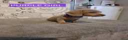 Miniature Dachshund dogs for sale: (LAST 2 PRICE REDUCED £900!) KC Reg Mini Dachshund - Advert 19