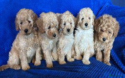 Cavapoo dogs for sale: Fully DNA Health Tested Cavapoo Puppies - Image 6