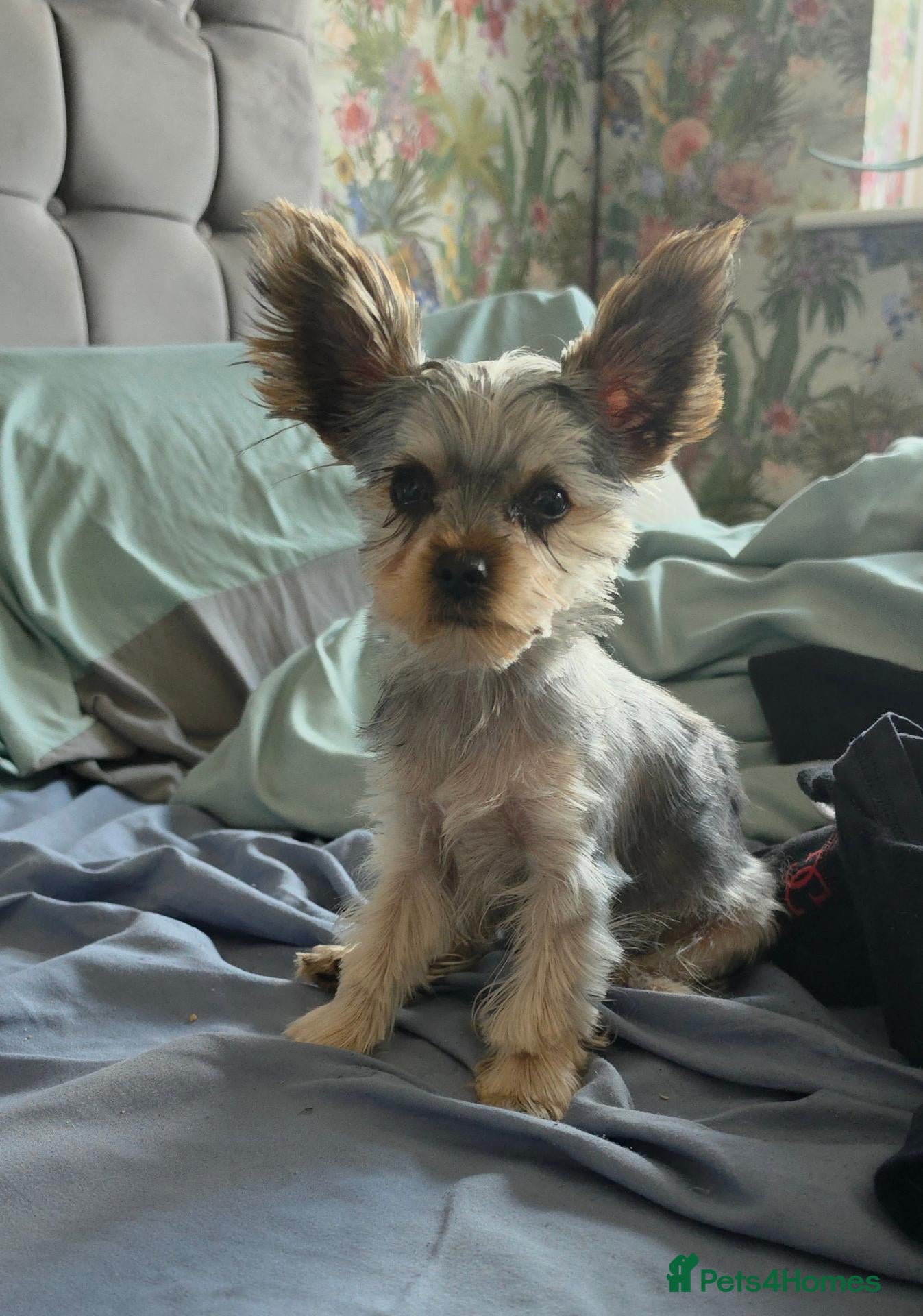 Yorkshire Terrier dogs KC Registered Yorkshire Terrier Puppies  - Advert 2