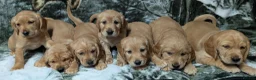 Cockerdor dogs for sale: Stunning Golden Cockerdor puppies  - Advert 4