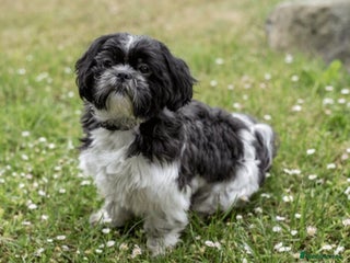 Bichon Frise dogs Girl shihtzu for sale - Advert 8