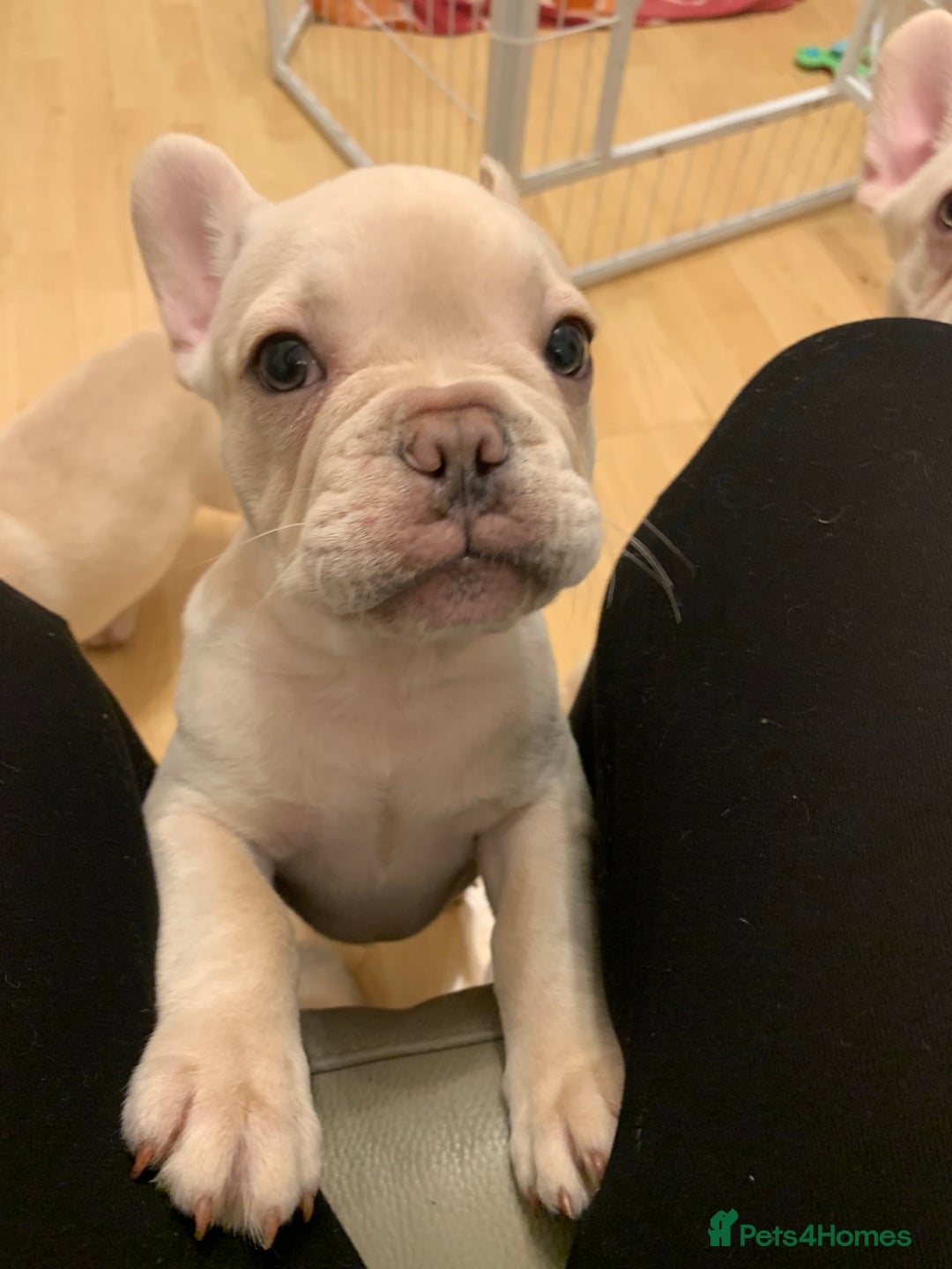 French Bulldog dogs for sale: 5 beautiful French bulldog puppies  - Advert 15
