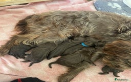 Mixed Breed dogs for sale: Patterdale terrier cross - Image 4