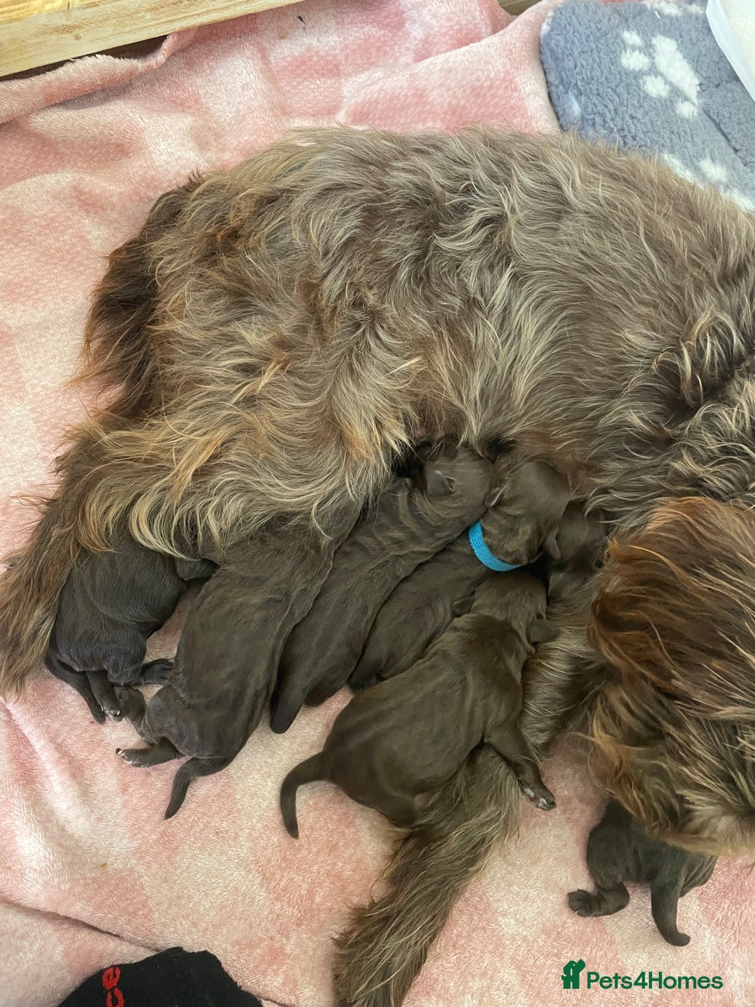 Mixed Breed dogs for sale: Patterdale terrier cross - Image 4