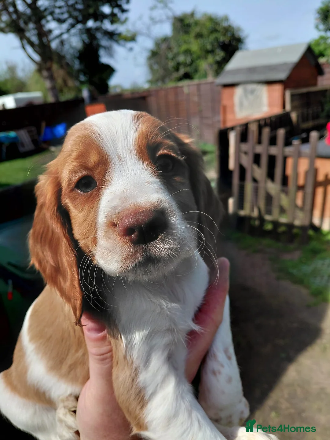 Cocker Spaniel dogs for sale: Beautiful cocker spaniel pups READY TO LEAVE NOW  - Advert 2