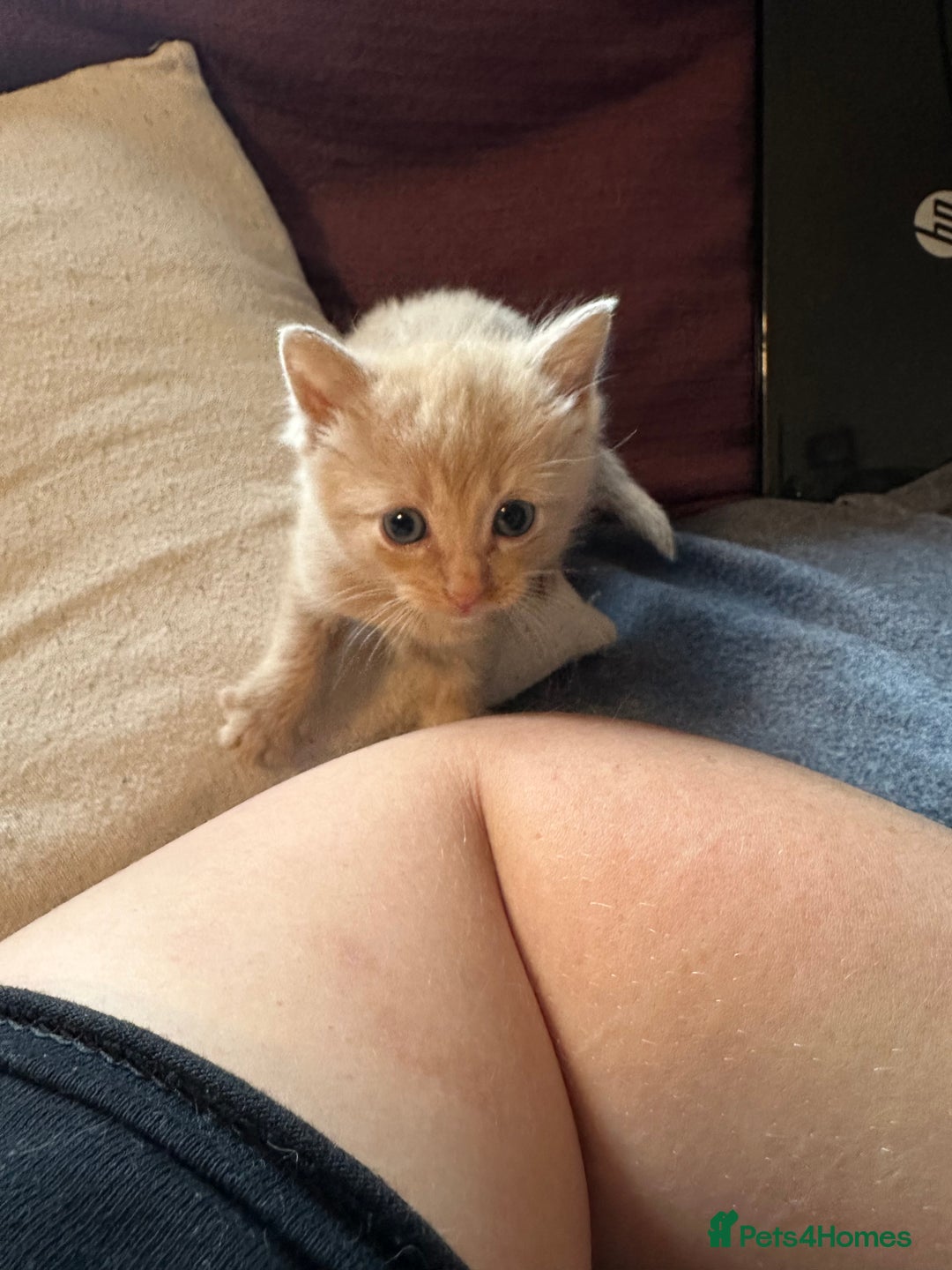 Mixed Breed cats for sale: Little boy  - Advert 6