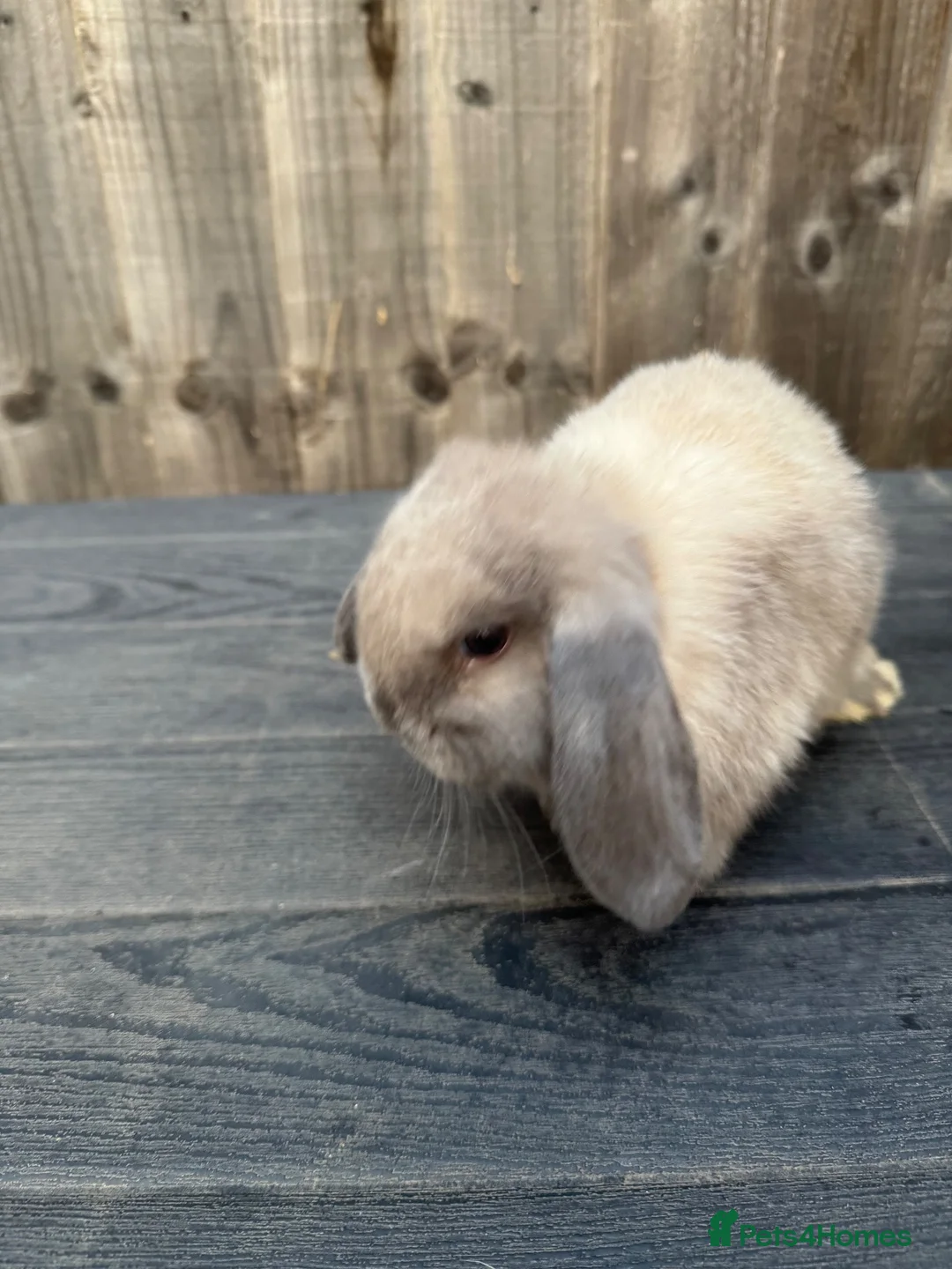Mini Lop rabbits for sale: Mini Lops - Advert 4
