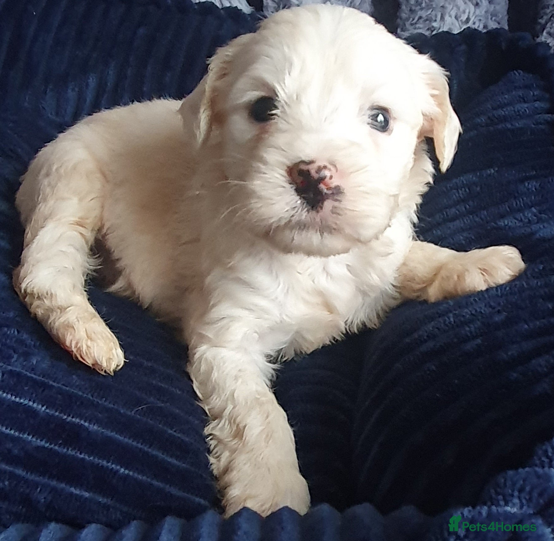 Tibetan Terrier dogs Tibetan terriers  - Advert 2