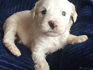 Tibetan Terrier dogs Tibetan terriers - Advert 3