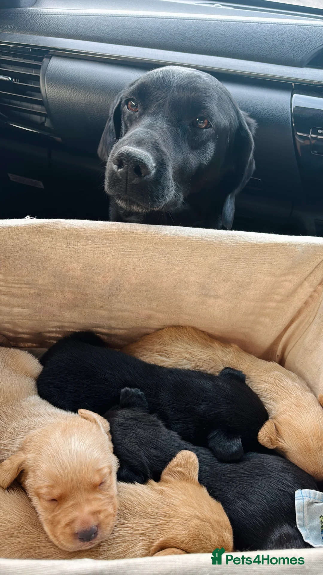Labrador Retriever dogs for sale: Working Labrador Puppies - Advert 4
