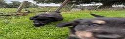 Mixed Breed dogs for sale: Border Collie x Golden Retriever pups for sale  in Glasgow - Advert 33