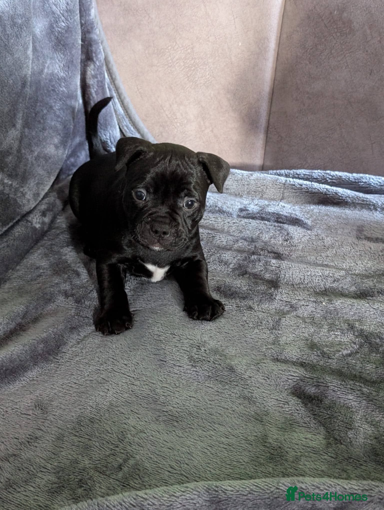 Staffordshire Bull Terrier dogs staffy puppies  - Advert 12