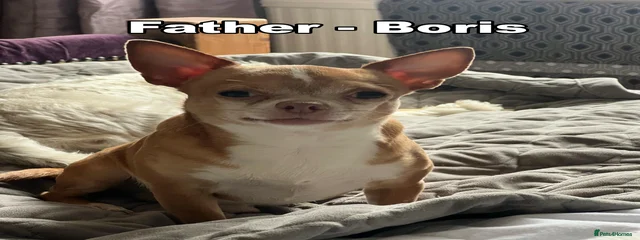 Boris