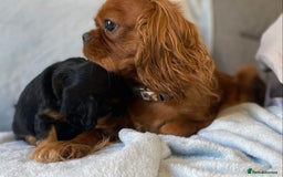 Cavalier King Charles Spaniel dogs for sale: KC Reg CKCS Puppies *health tested parents* - Image 8