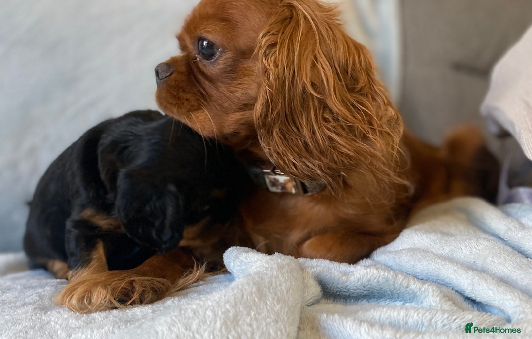 Cavalier King Charles Spaniel dogs for sale: KC Reg CKCS Puppies *health tested parents* - Image 8