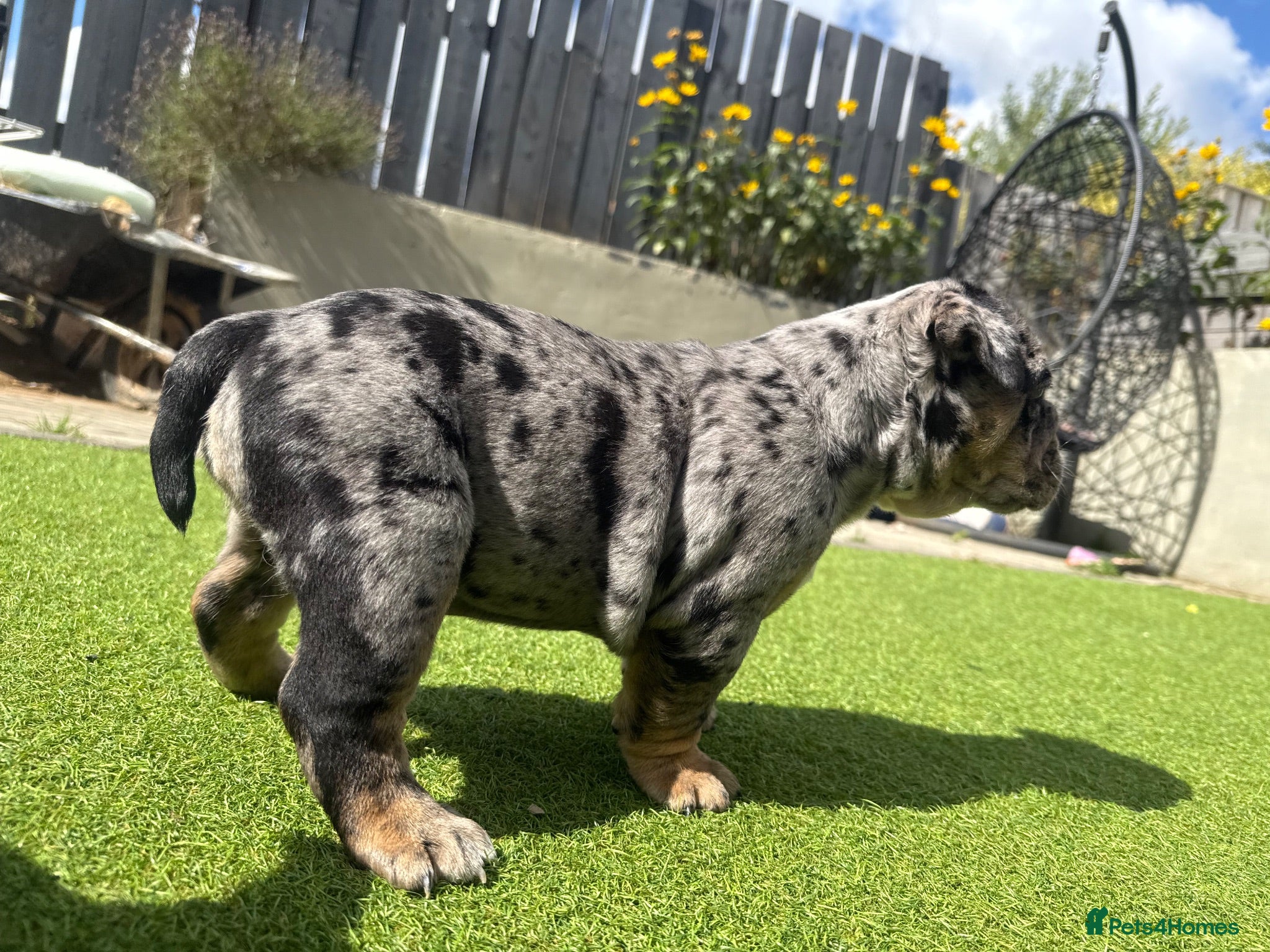 Olde English Bulldogge dogs STUNNING RARE OLD ENGLISH BULLDOG PUPS - Advert 9