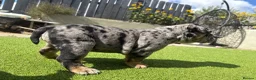 Olde English Bulldogge dogs for sale: STUNNING RARE OLD ENGLISH BULLDOG PUPS - Advert 24
