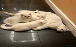 British Shorthair cats for sale: Chubby British Shorthair Kittens  in Grimsby - Image 2