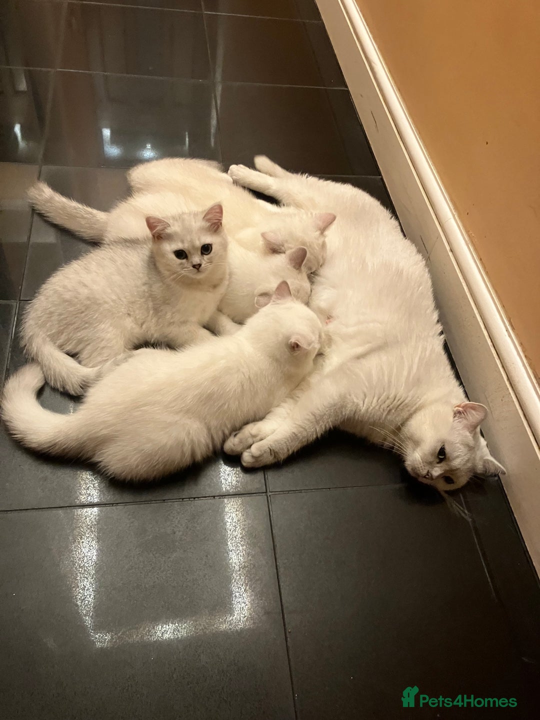 British Shorthair cats for sale: Chubby British Shorthair Kittens  in Grimsby - Image 2
