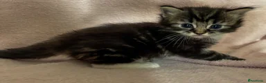 Norwegian Forest Cat 2