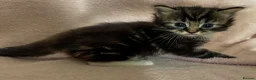 Norwegian Forest Cat cats for sale: Norwegian forest cross kittens for sale - Advert 4
