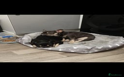 French Bulldog dogs for sale: French Bulldogs  - Image 4