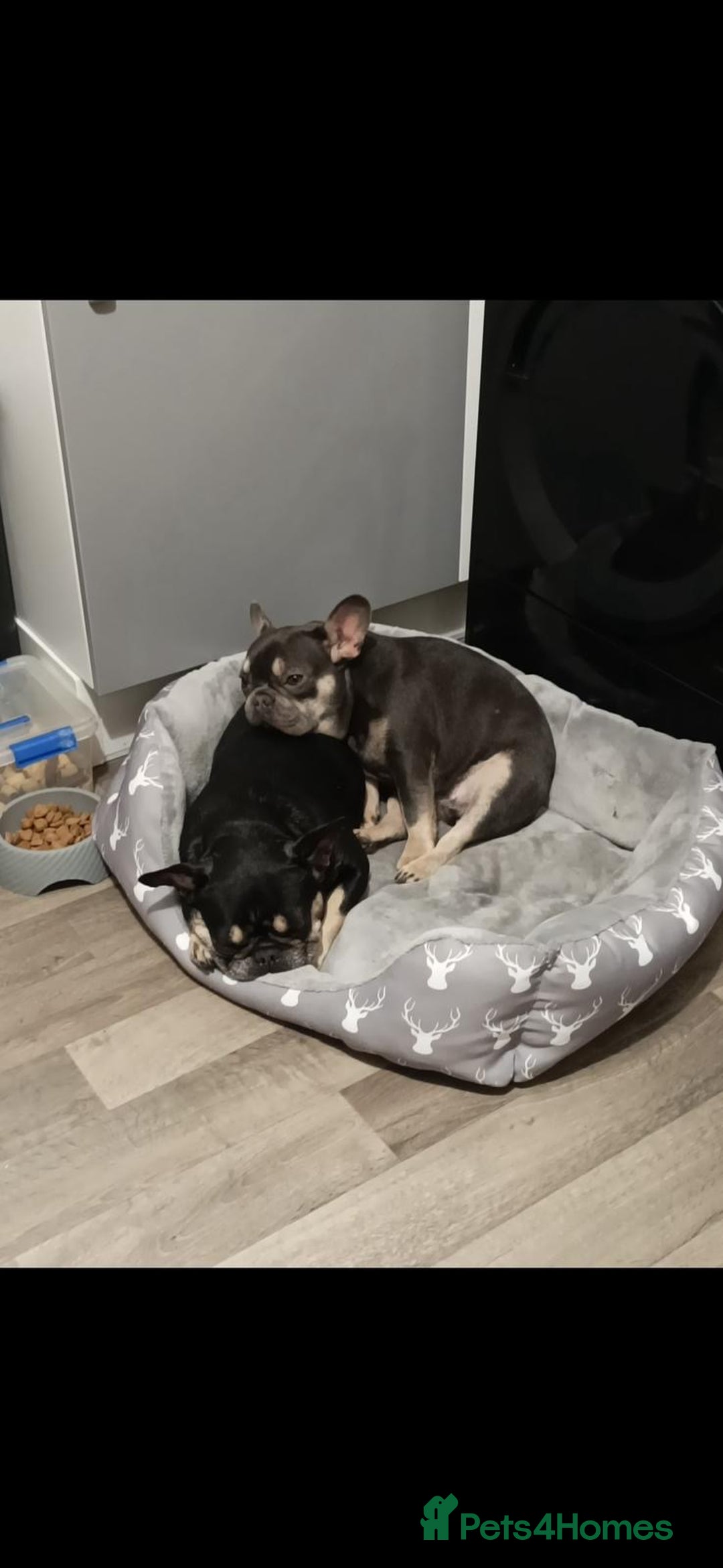 French Bulldog dogs for sale: French Bulldogs  - Image 4