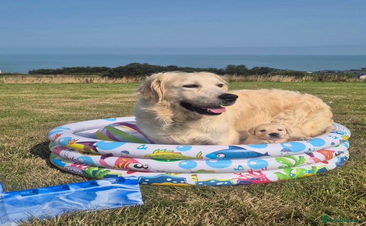Golden Retriever dogs - Advert 16