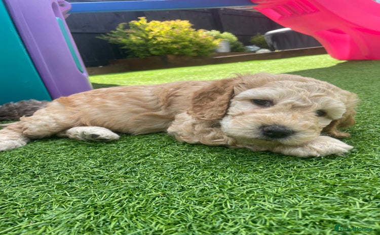 Cockapoo dogs in Washington - Advert 18