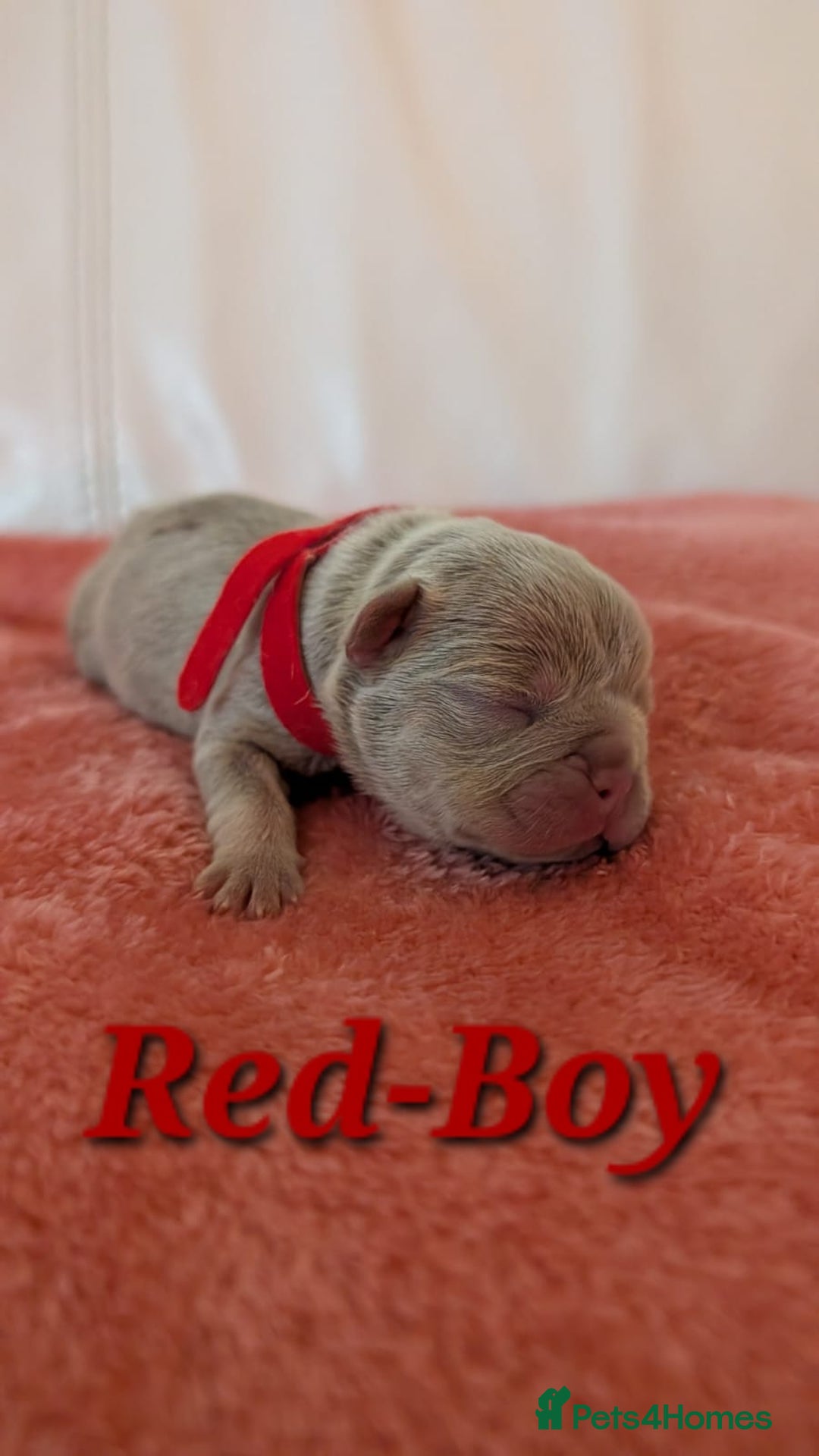 French Bulldog dogs for sale: French Bulldog puppies - Advert 10
