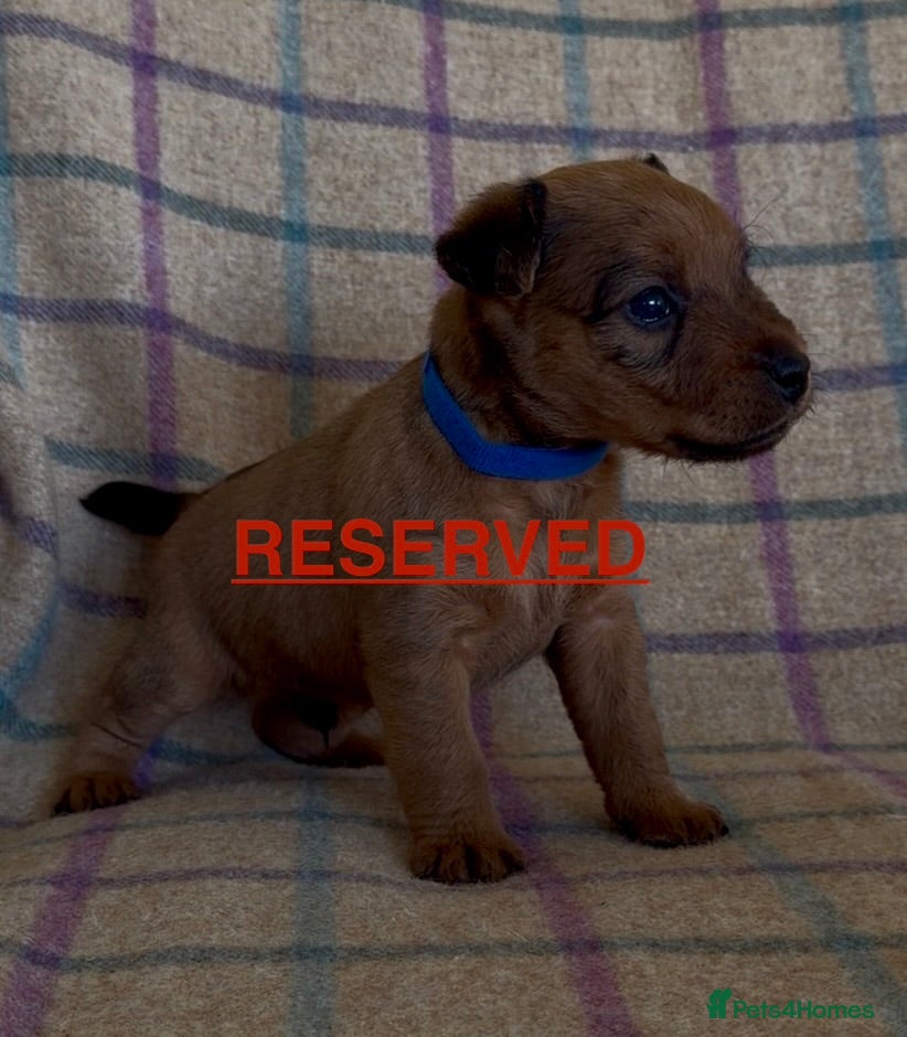 Lakeland Terrier dogs 6 Red/Red Grizzle Working Lakeland Terriers - Advert 2