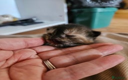 Mixed Breed cats for sale: 4 mixed breed kittens  - Image 4