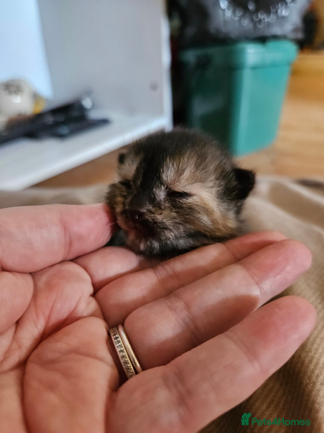 Mixed Breed cats for sale: 4 mixed breed kittens  - Image 4