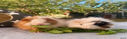 Guinea Pig rodents for sale: Bonded teddy x Abyssinian males - Advert 23