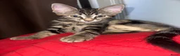Mixed Breed cats for sale: Domestic Kittens - One Tabby, One Black/Dark Brown - Advert 6