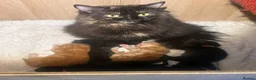 Persian cats for sale: Persian cross Kittens looking for Loving Homes 🐾 - Advert 27