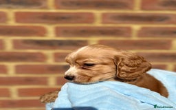 Cocker Spaniel dogs for sale: 🩷Rosie’s Stunning Puppies 🩷 - Image 10