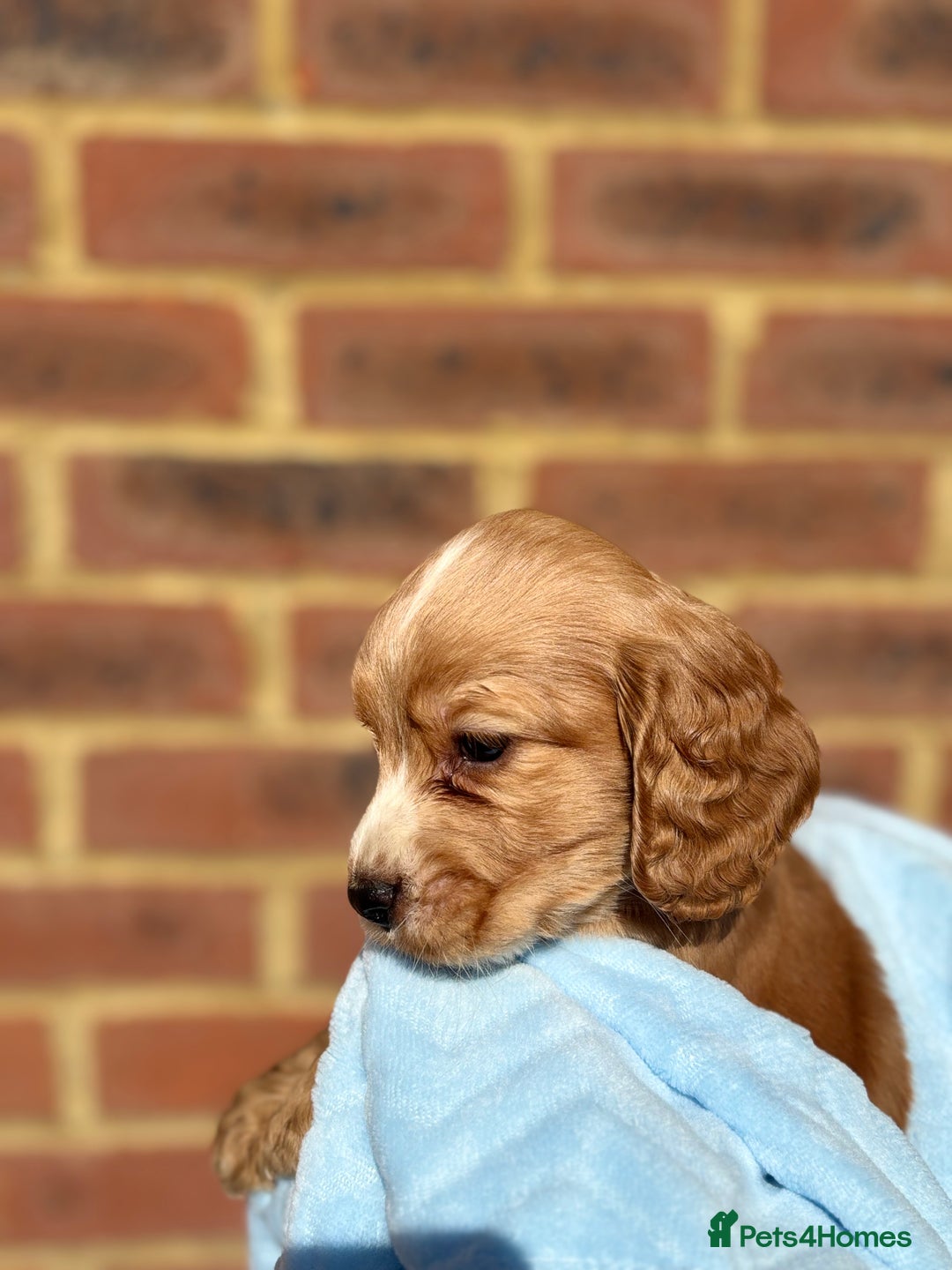 Cocker Spaniel dogs for sale: 🩷Rosie’s Stunning Puppies 🩷 - Image 10