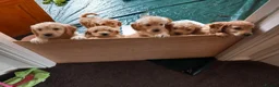 Cockapoo dogs for sale: Show class litter of 7 cockerpoo puppies - Advert 24
