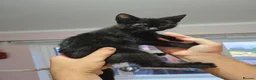 Sphynx cats for sale: Sphynx cross tuxedo  - Advert 6