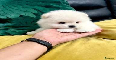 Pomeranian dogs - Advert 3