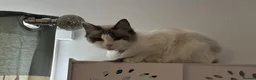 Mixed Breed cats for sale: Adorable White Ragdoll Cross Kittens For Sale - Advert 2
