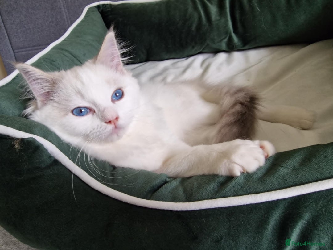 Ragdoll cats for sale: GRAND Champion European Line kittens.FULL PEDIGREE - Image 14