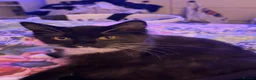Mixed Breed cats for sale: Two cats for rehome  in Swadlincote - Advert 8