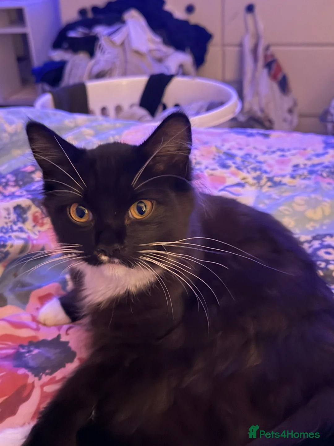 Mixed Breed cats for sale: Two cats for rehome  in Swadlincote - Advert 8